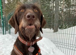 «Она у нас ласкуша»: собака из приюта сбежала от новых хозяев в Южно-Сахалинске
