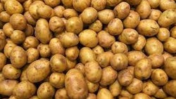 Работники аграрного комплекса Сахалина собрали 18 тысяч тонн картофеля в 2022 году