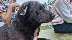 «Сегодня пострадала собака, а завтра?»: домашний пес на самовыгуле искусал дворнягу в Поронайске