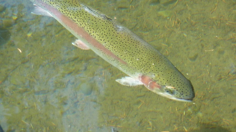 Бизнес-леди пойдет под суд из-за четырех хвостов сахалинского тайменя