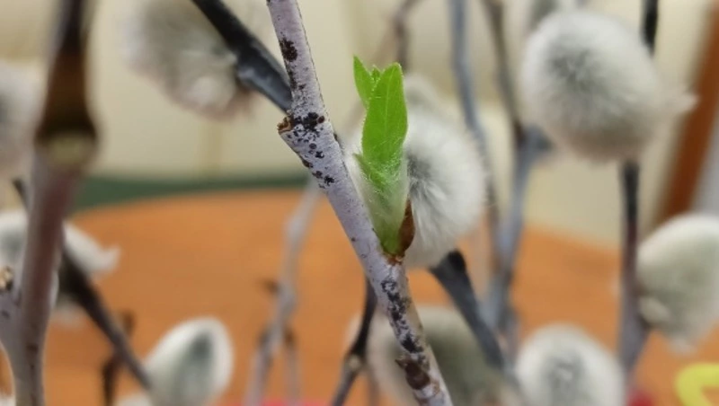 Роман Вильфанд: температура на Сахалине превысит норму на 8-12 градусов