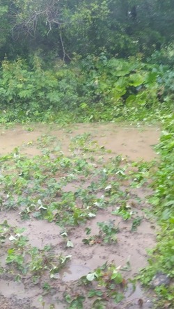 Ночной ливень затопил огороды и будки в селе Взморье