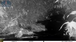 Редкая ошейниковая совка попала в фотоловушку на Кунашире