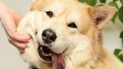 «А цены кусаются!»: волонтеры просят сахалинцев помочь псу Фрею с поломанной лапой
