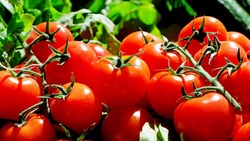 Контроль за состоянием теплиц с помидорами усилили на Сахалине и в Приморье