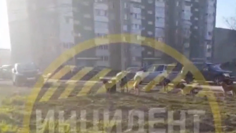 Больше 20 собак отловят в 11-м микрорайоне в Южно-Сахалинске после жалобы жителя