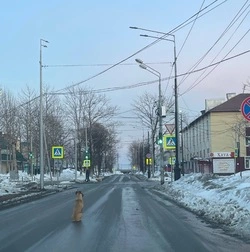 Неизвестные выбросили собаку из окна машины в Поронайске