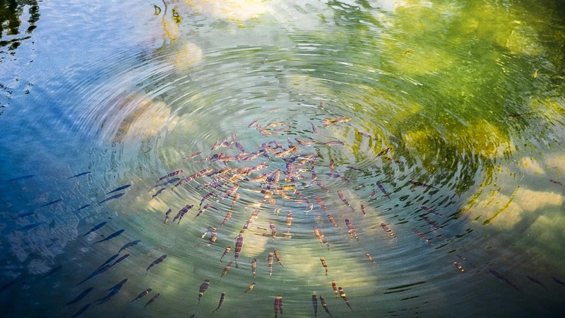 Единственный на Парамушире рыбоводный завод успешно восстанавливает популяцию лосося