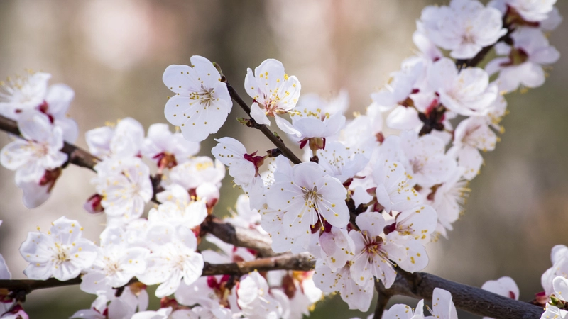 Навигатор сакуры в Южно-Сахалинске. Адреса классных мест для селфи с цветами