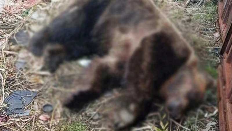 Медведя, бродившего по селу Горному на Итурупе, застрелили при повторном визите