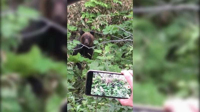 На Курилах медведь оккупировал Горячий Пляж