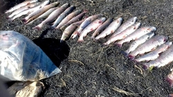 Браконьеры добыли на севере Сахалина 28 хвостов краснокнижного тайменя