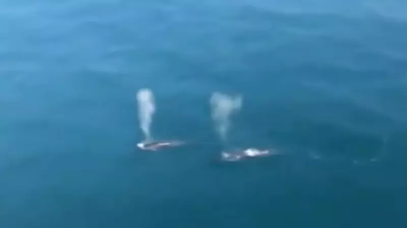 Летчики запечатлели китов в Охотском море