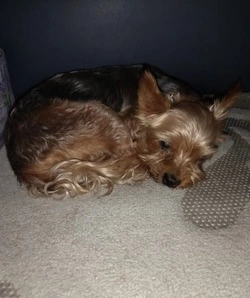 Хозяина йоркширского терьера ищут в Южно-Сахалинске