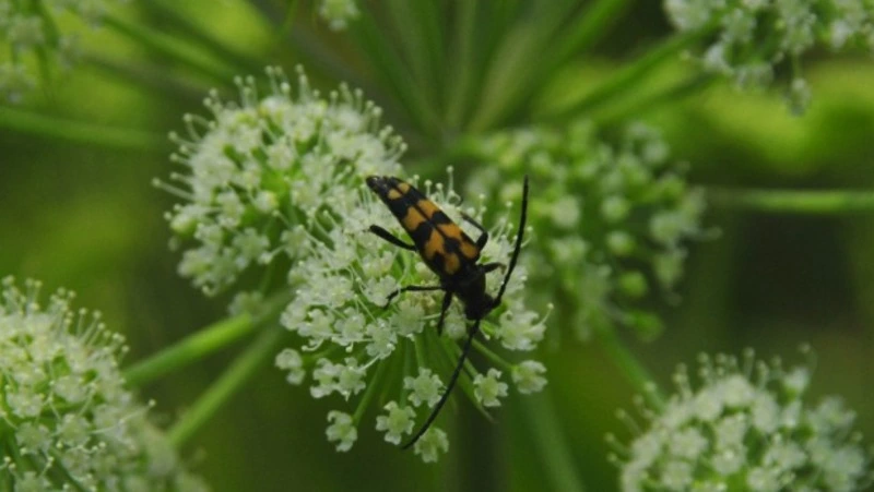 На Сахалине установили 330 феромонных ловушек на жуков-усачей