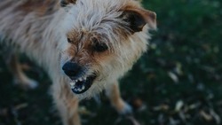 Прокуратура нашла виновных в нападении бездомных собак на детей в Шахтерске