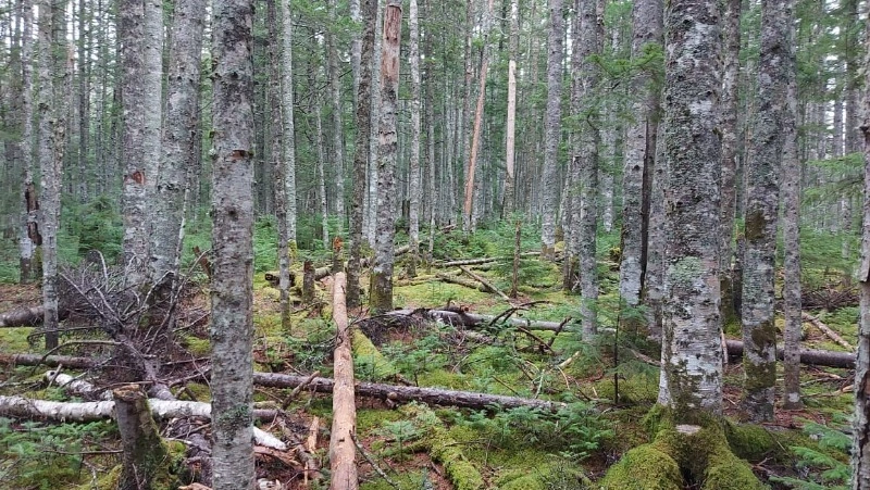 Как не заблудиться в лесу — советы Sakh.online