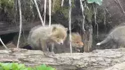 Кормящую лису с детенышами заметили на Курилах