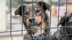 Несколько бездомных собак без чипов отловили в Южно-Сахалинске 12 сентября