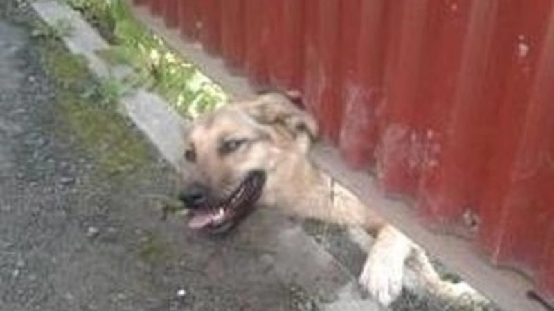 В Южно-Сахалинске прохожие освободили пса из плена металлического забора