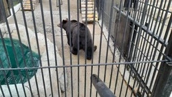 Теплые полы и побольше калорий: как готовят к зиме обитателей сахалинского зоопарка