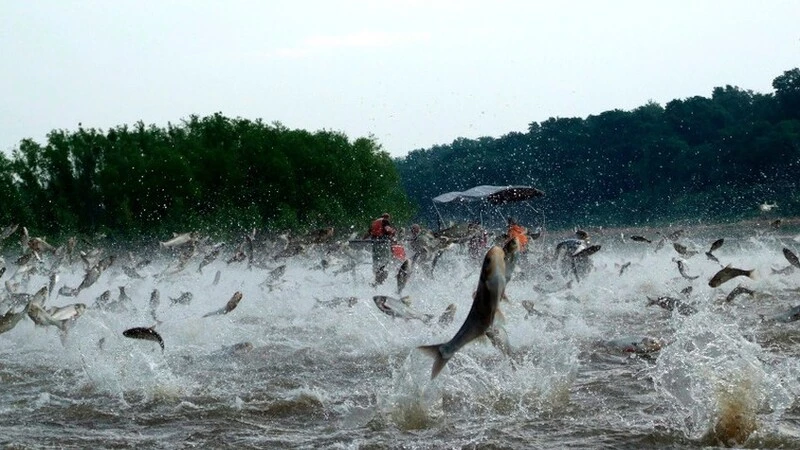 Сахалинцы выложили в Instagram видео выскакивающих из моря лососей