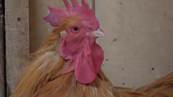 Новогодняя СТИХия: о  петухах и курицах из зоопарка