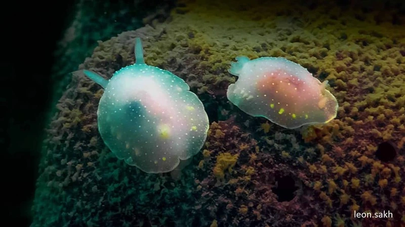 Ядовитых существ встретил сахалинец на дне моря