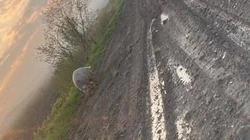 Одинокую свинью заметили на окраине Южно-Сахалинска