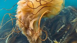 Популярный тревел-блогер нашел гигантскую медузу в водах Сахалина