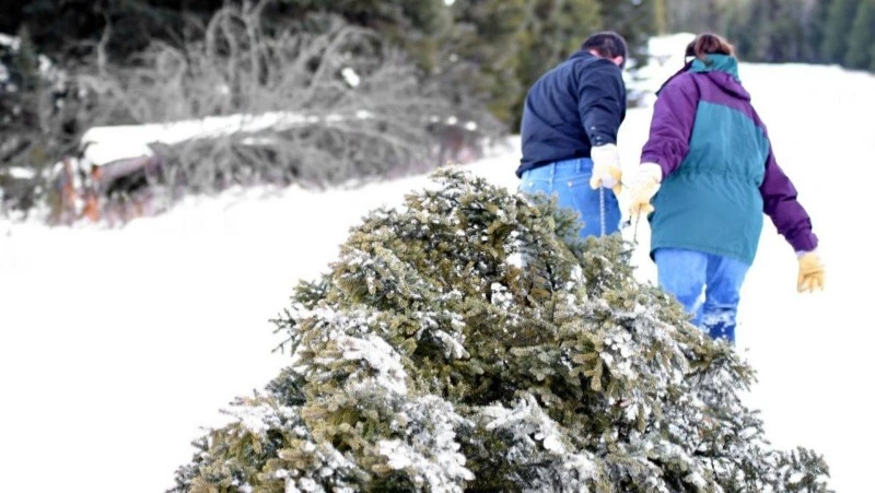 Штраф до 700 тысяч рублей выпишут за незаконную продажу вырубленных елок в РФ