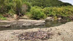 На Сахалине браконьеры бросили горы потрошеной рыбы на реке Горбуше