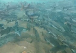 Нерест рыбы в водопаде на Итурупе показал сахалинский путешественник