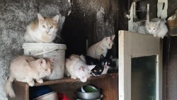 «Как в жутком фильме»: квартиру с мертвыми кошками и опарышами обнаружили на Сахалине