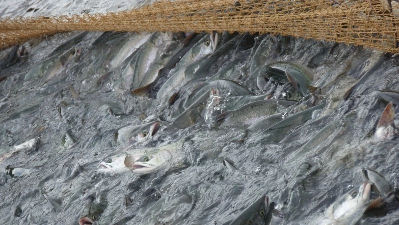 Эксперт объяснил низкие подходы рыбы в Сахалинской области потеплением