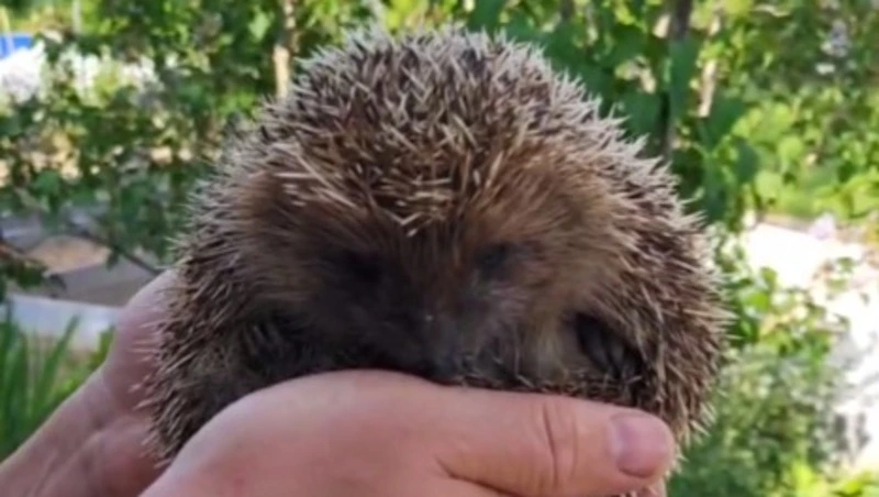 «Назвали Серегой»: любопытный еж поселился на даче у жителей Сахалина