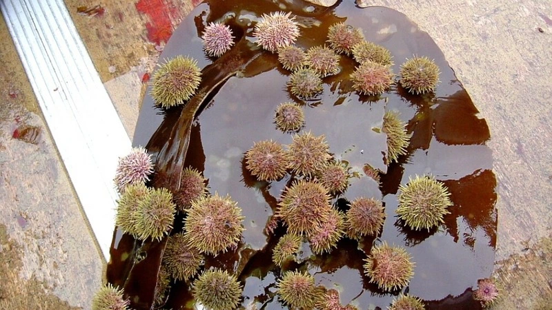 Разведение морепродуктов может стать дешевле