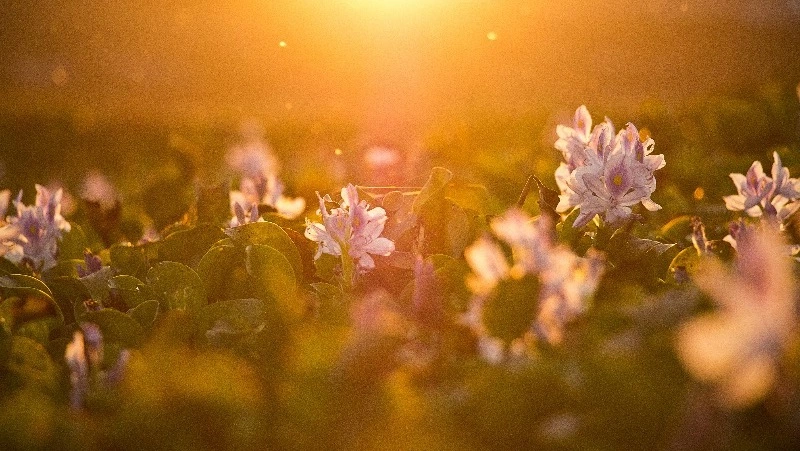 Погода в Южно-Сахалинске 7 июня: +17 градусов и кратковременный дождь вечером