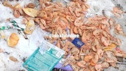 Гниющий деликатес нашли на помойке в центре Южно-Сахалинска 