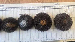 У берегов Сахалина нашли промысловые скопления ежей и изучили гребешка