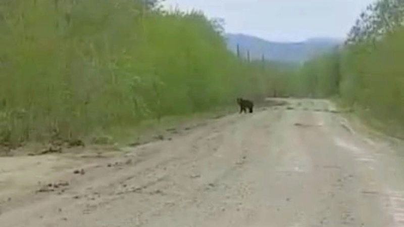 В сахалинском селе на дорогу вышел одинокий медвежонок