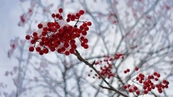 Потепление на юге Сахалина и снег на Курилах ожидают 20 ноября