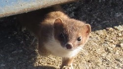 На Курилах крошечный горностай пытался пройти весовой контроль на полигоне