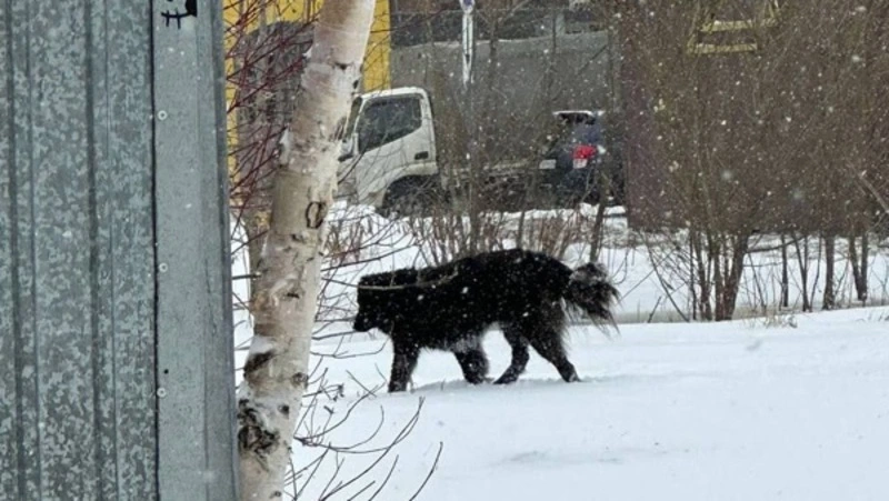 Жители Южно-Сахалинска увидели бездомных псов в районе Сахалинской — Железнодорожной