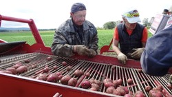 Свежим картофелем и овощами обеспечит жителей Сахалина местный производитель