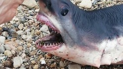 Мертвую акулу выбросило на берег Сахалина