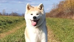 Вознаграждение — 30 тысяч рублей: в Южно-Сахалинске ищут акита-ину, пропавшую в новогоднюю ночь