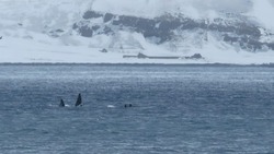 Стая китов-убийц подошла к Парамуширу