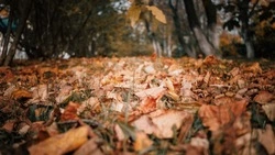 Холодно и пасмурно будет в Южно-Сахалинске 21 ноября 