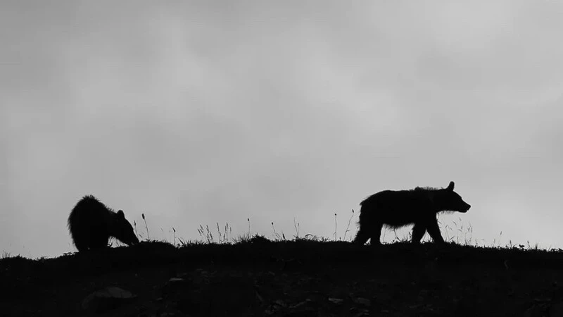 В Тымовском три медведя вышли к людям